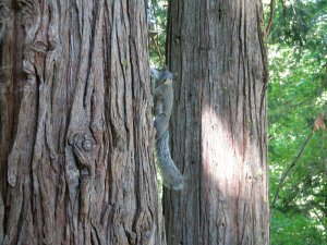 eekhoorn in de boom